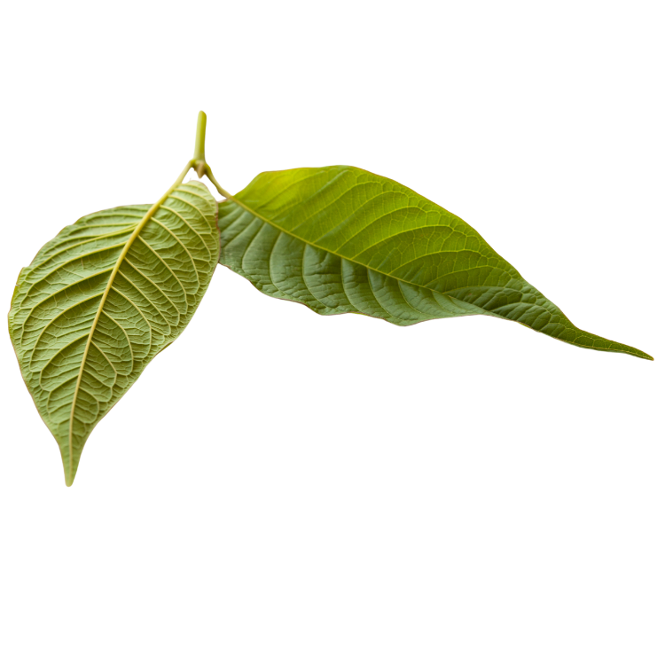 Kratom Kaufen - Leaf